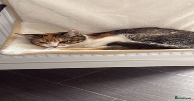 Domestic Shorthair cats - Advert 10