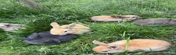 Mixed Breed rabbits for sale: 7 Baby Rabbits Looking for Their Forever Home - Advert 3