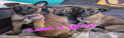Belgian Shepherd Dog dogs for sale: Belgian malinois - Advert 6