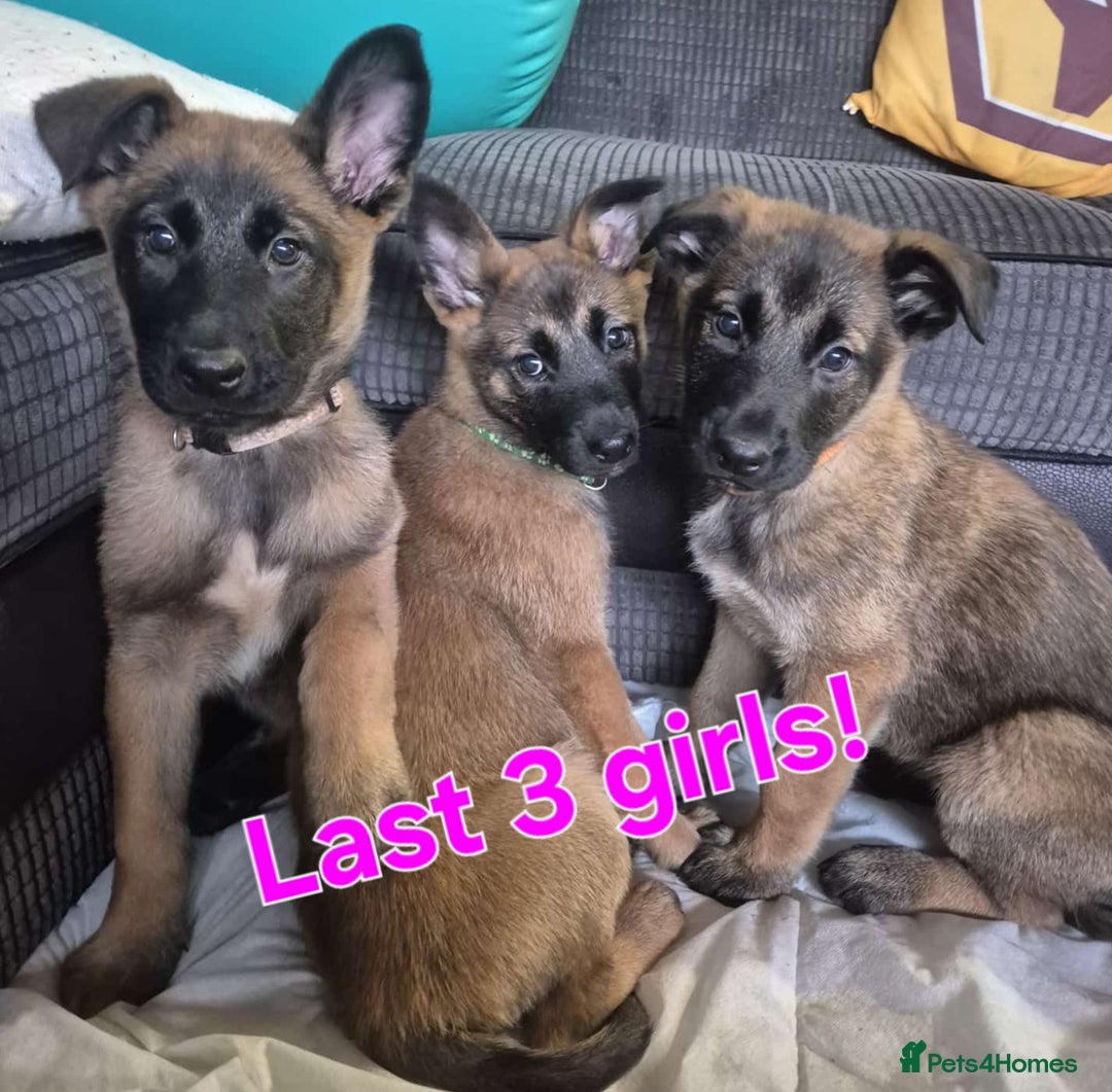 Belgian Shepherd Dog dogs for sale: Belgian malinois - Advert 6