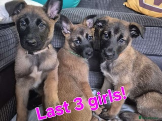 Belgian Shepherd Dog dogs Belgian malinois - Advert 14