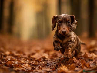 Miniature Dachshund dogs Bruno miniature dachshund - Advert 10