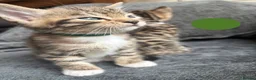 Bengal cats for sale: Beautiful Bengal Cross Kittens - Advert 4