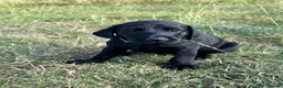 Labrador Retriever dogs for sale: Exceptional KC Labrador Puppies from Working Line  - Advert 13