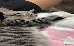 British Shorthair cats for sale: Adorable British Shorthair Kitten - Image 6