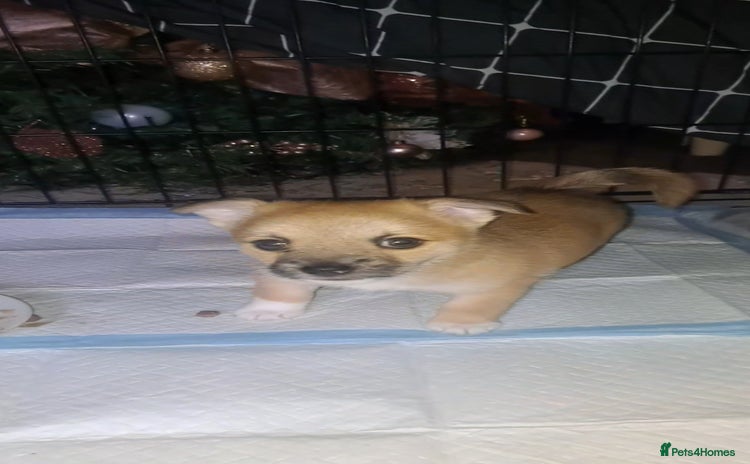 Pomchi dogs - Advert 1