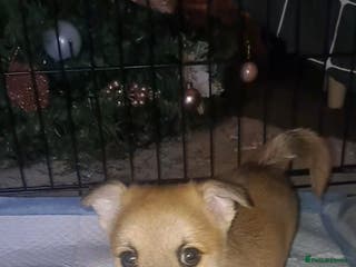 Pomchi dogs beautiful 5week old pomchi girl puppy - Advert 7