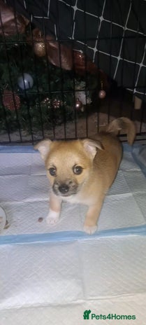 Pomchi dogs - Advert 1