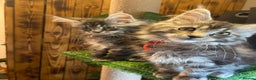Maine Coon cats for sale: Gccf maine coon babies - Advert 1