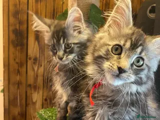 Maine Coon cats Gccf registered maine coon babies 1 LEFT - Advert 12