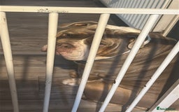 English Bulldog dogs for sale: Bulldog  - Image 4