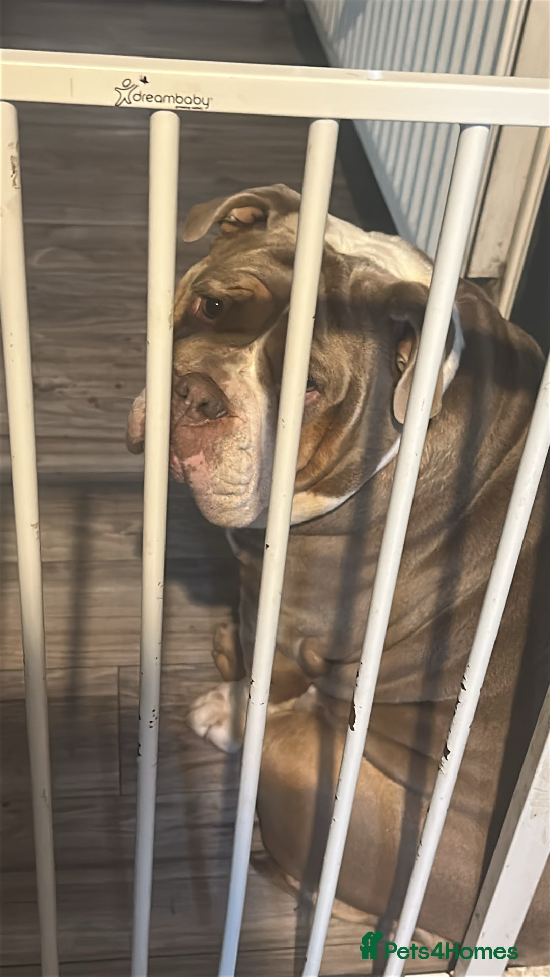 English Bulldog dogs for sale: Bulldog  - Image 4