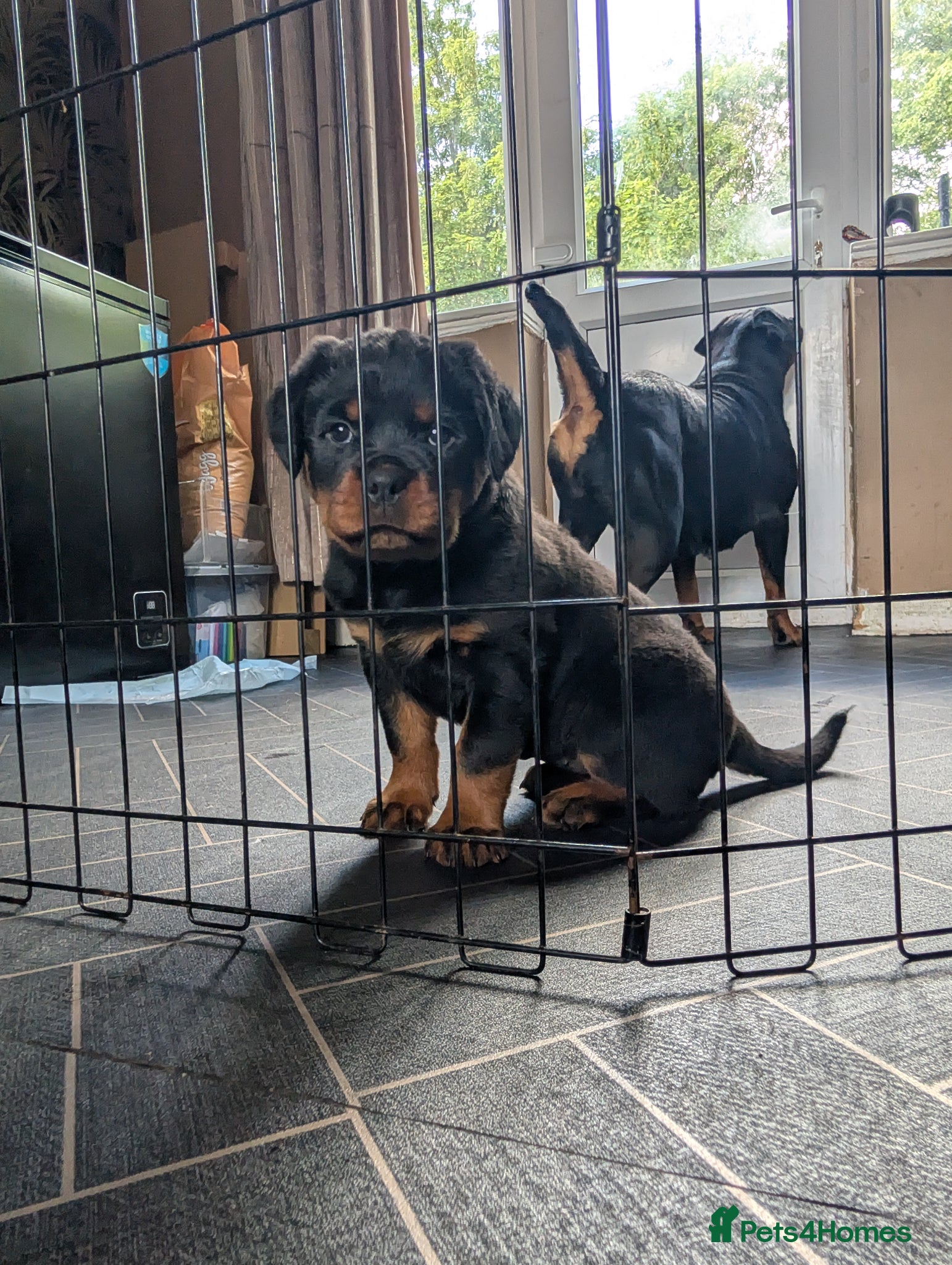 Rottweiler dogs for sale: Female Rottweiler pup for sale  - Advert 3