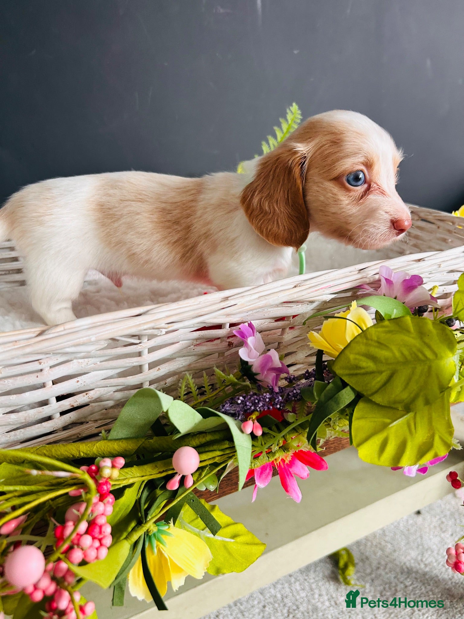 Miniature Dachshund dogs Piebald Minature Longhairs  - Advert 8
