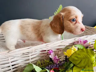 Miniature Dachshund dogs Piebald Minature Longhairs - Advert 8