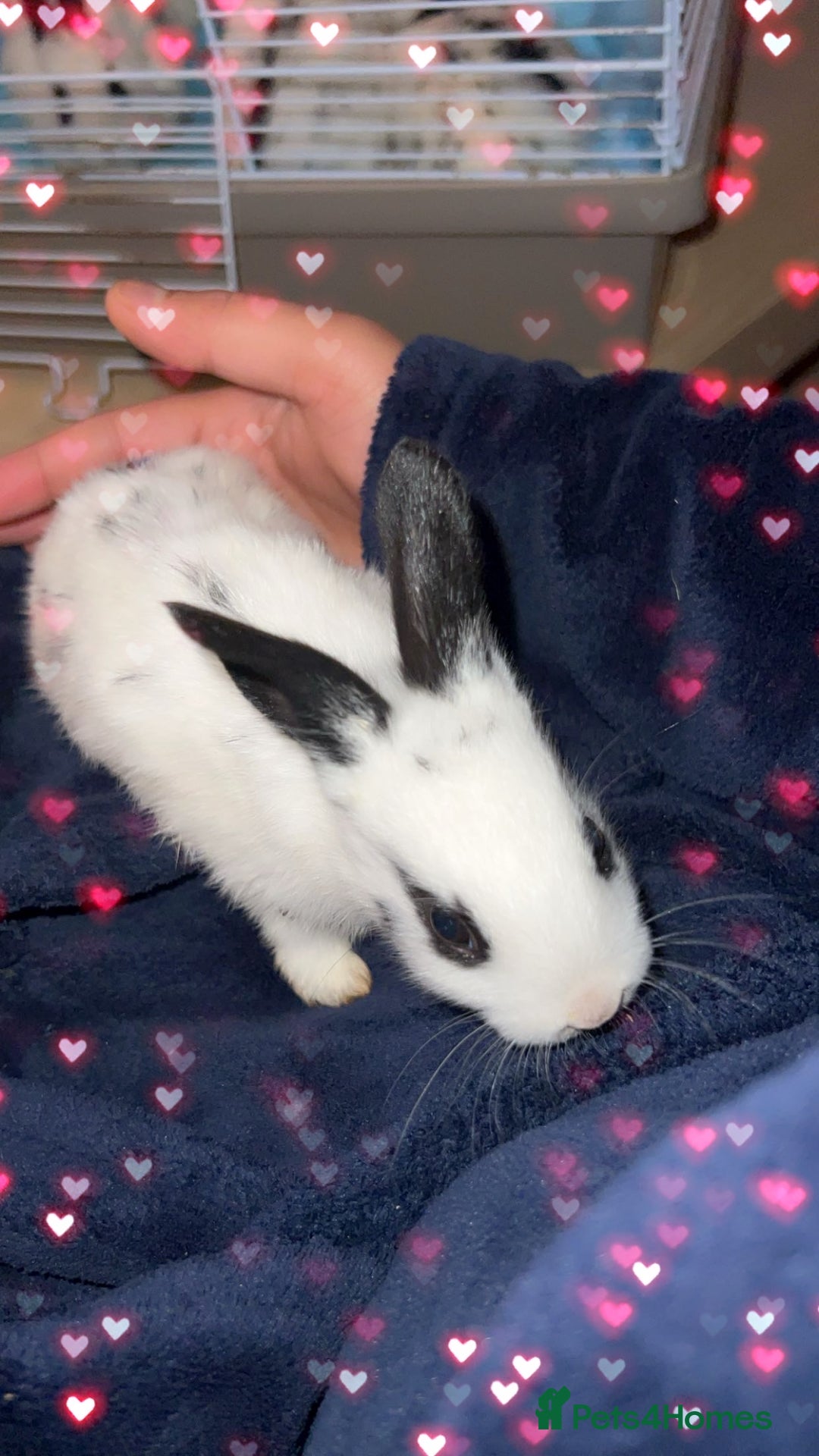 English Spot rabbits for sale: 🐰Beautiful Rabbits Available to Loving Homes🐰 - Advert 5