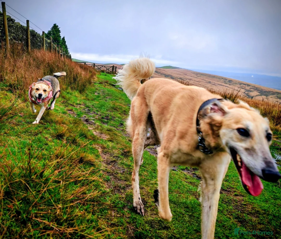 Mixed Breed dogs for adoption: OVERLOOKED: ❤️LOLLY❤️- small size 2 yo girl - Advert 5