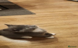 Mixed Breed cats for sale: Amazing kitten's  - Advert 7