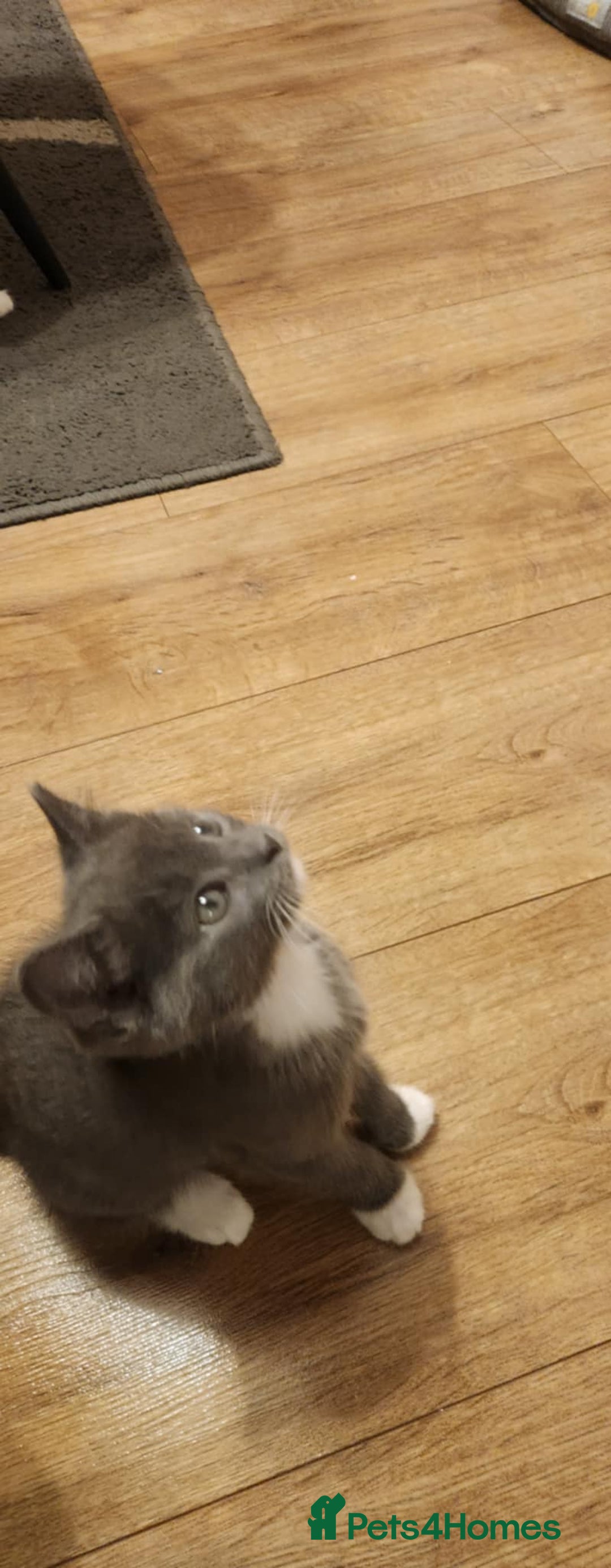 Mixed Breed cats for sale: Amazing kitten's  - Advert 7