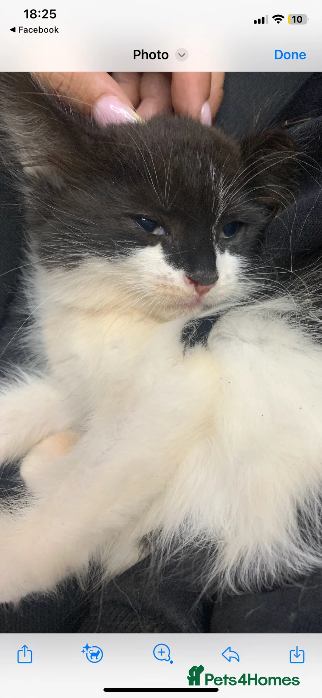 Mixed Breed cats for sale: Kittens - Advert 1