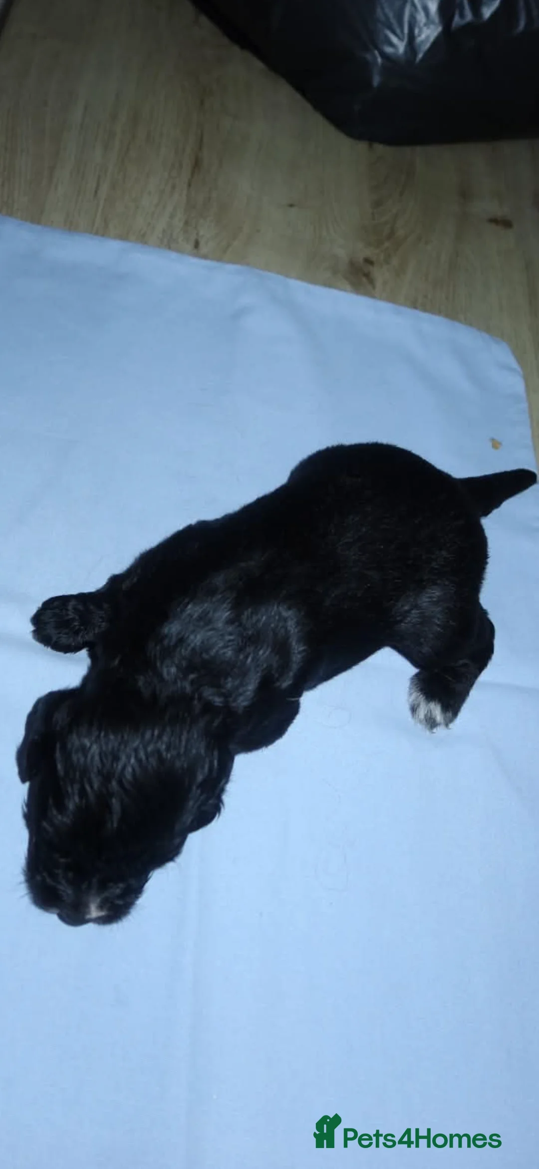 Mixed Breed dogs for sale: Puppies  - Advert 2