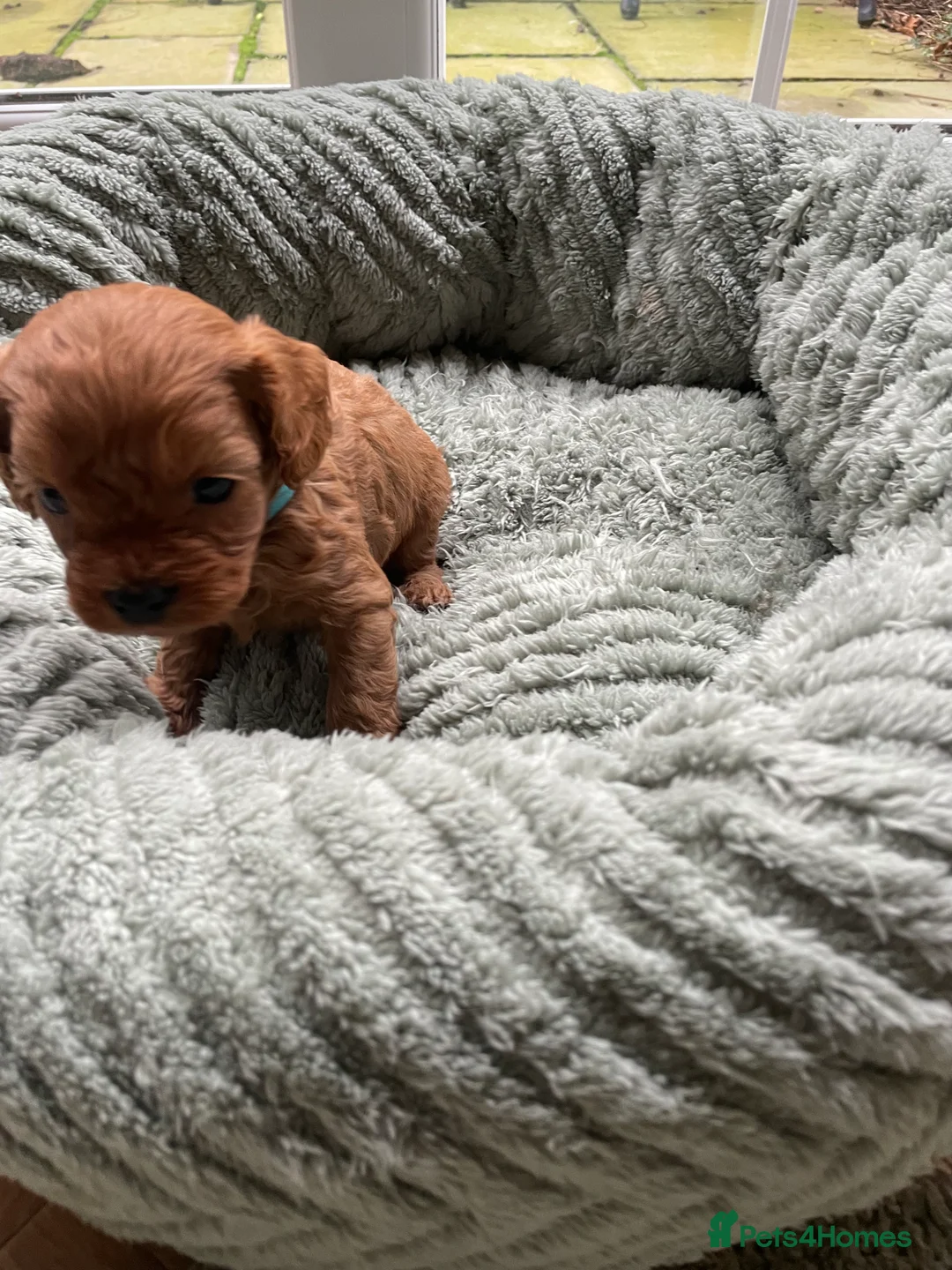 Cavapoo dogs for sale: F1 Toy Cavapoo puppies  - Advert 12