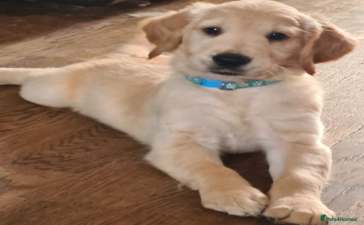 Golden Retriever dogs - Advert 4