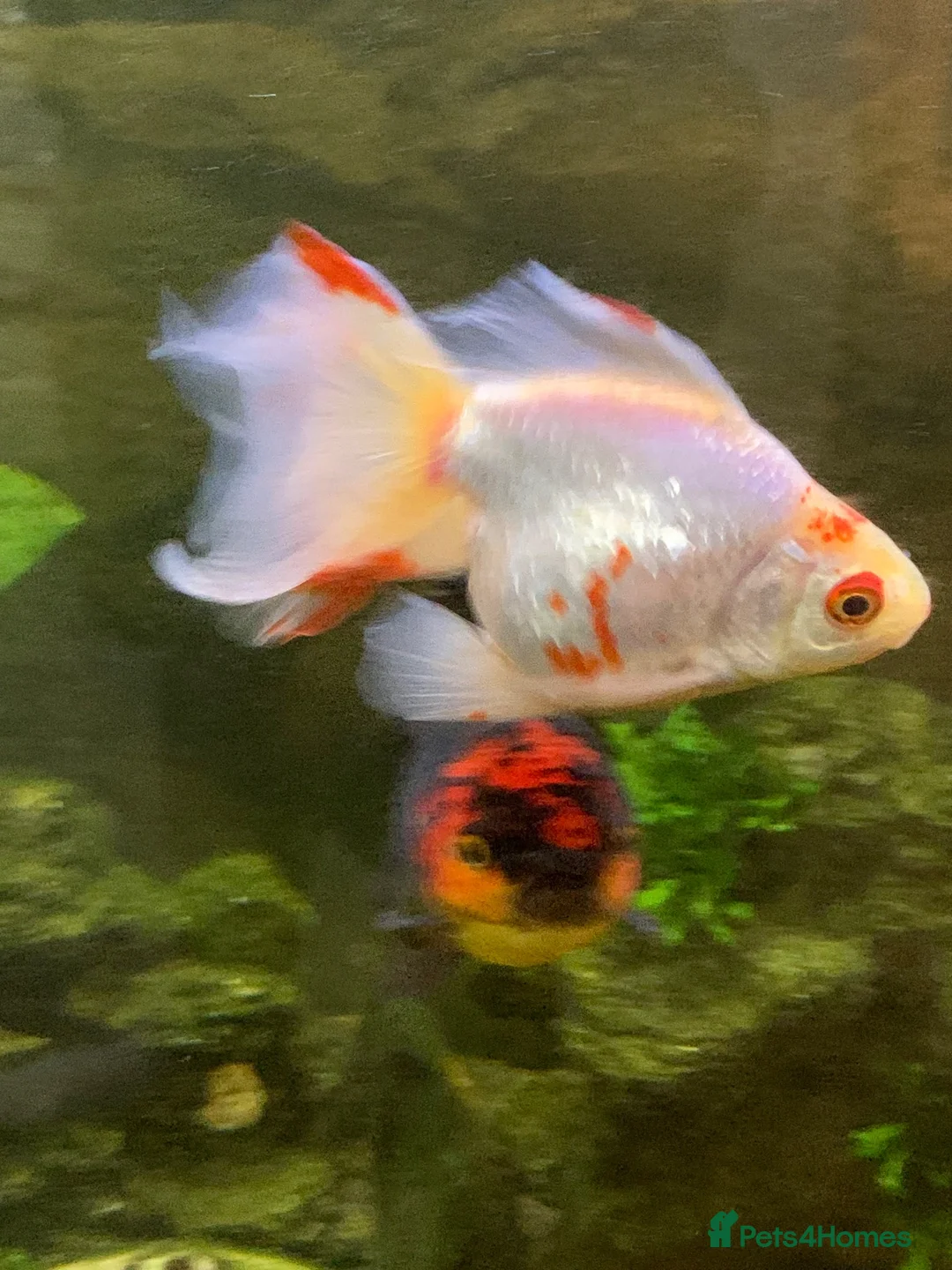 Goldfish fish for sale: Xl goldfish  - Advert 10