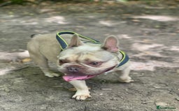 French Bulldog dogs for sale: Lilac Fawn French Bulldog  - Image 3