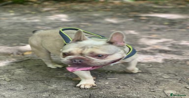 French Bulldog dogs - Advert 8