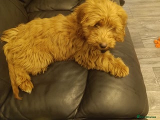 Cockapoo dogs Cockapoo puppy - Advert 11