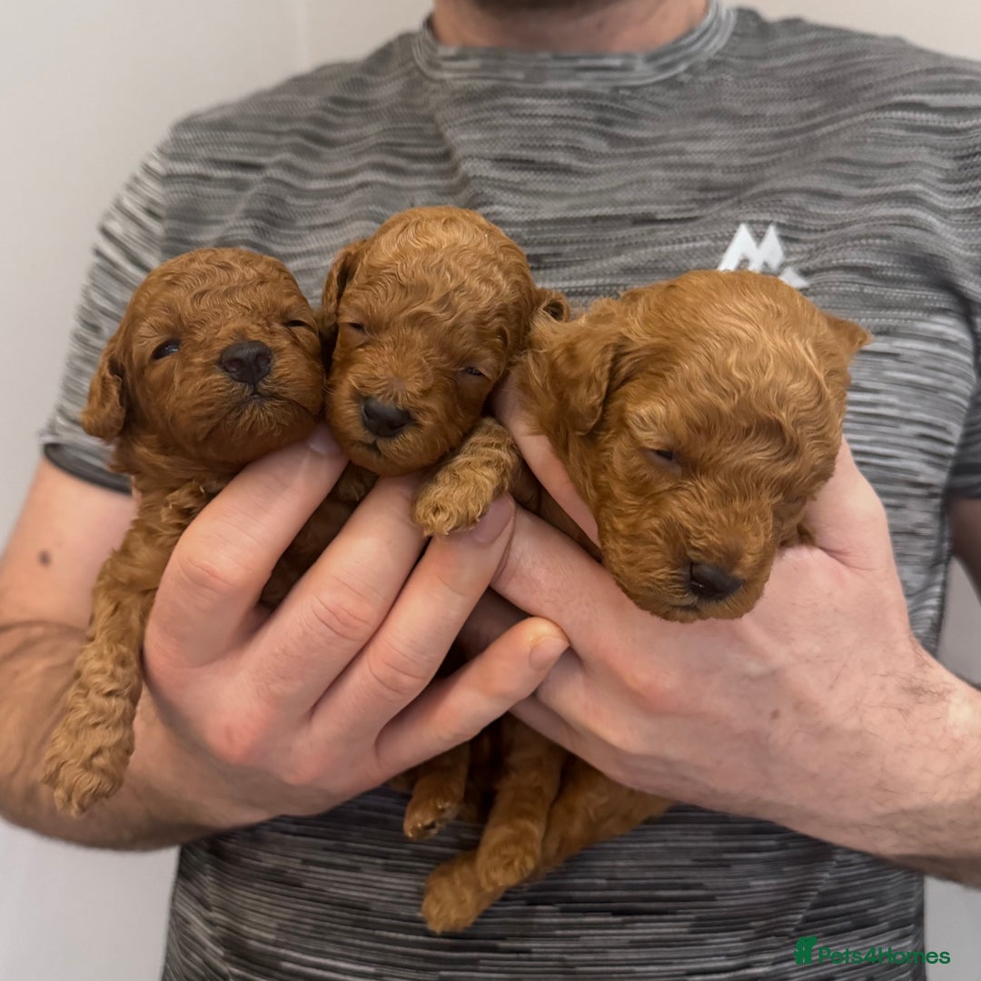Maltipoo dogs for sale: 🐶 Adorable Red Maltipoo Puppies Available 🐶 - Advert 10