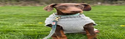 Dobermann dogs for sale: Tanned Female 5 month old Doberman  in Borehamwood - Advert 4