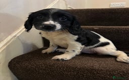English Springer Spaniel dogs for sale: KC Calm English Springer Spaniel Puppies - Image 26