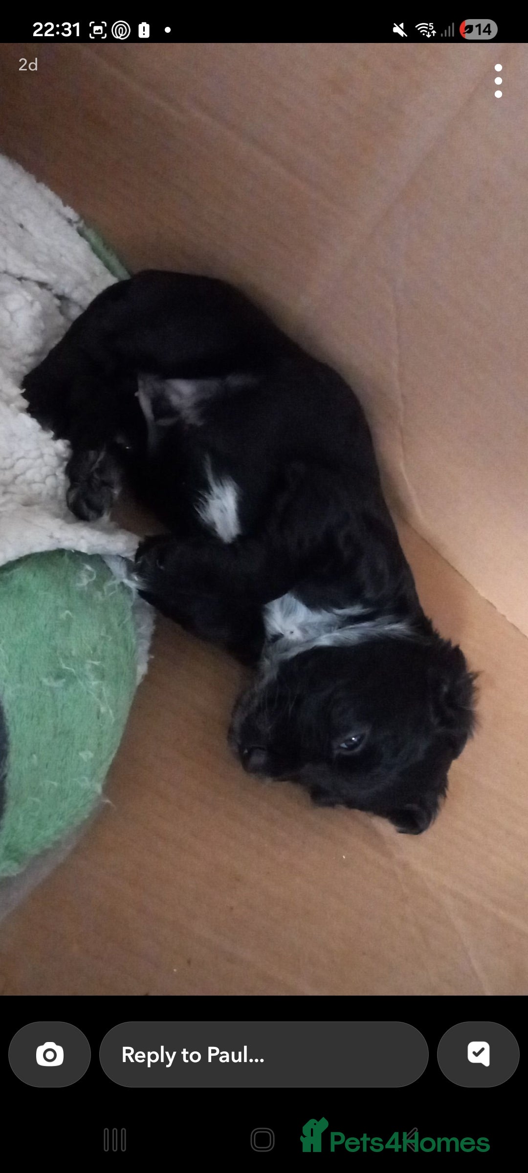 Cocker Spaniel dogs for sale: Cocker spaniels ready 21st December.  - Advert 8