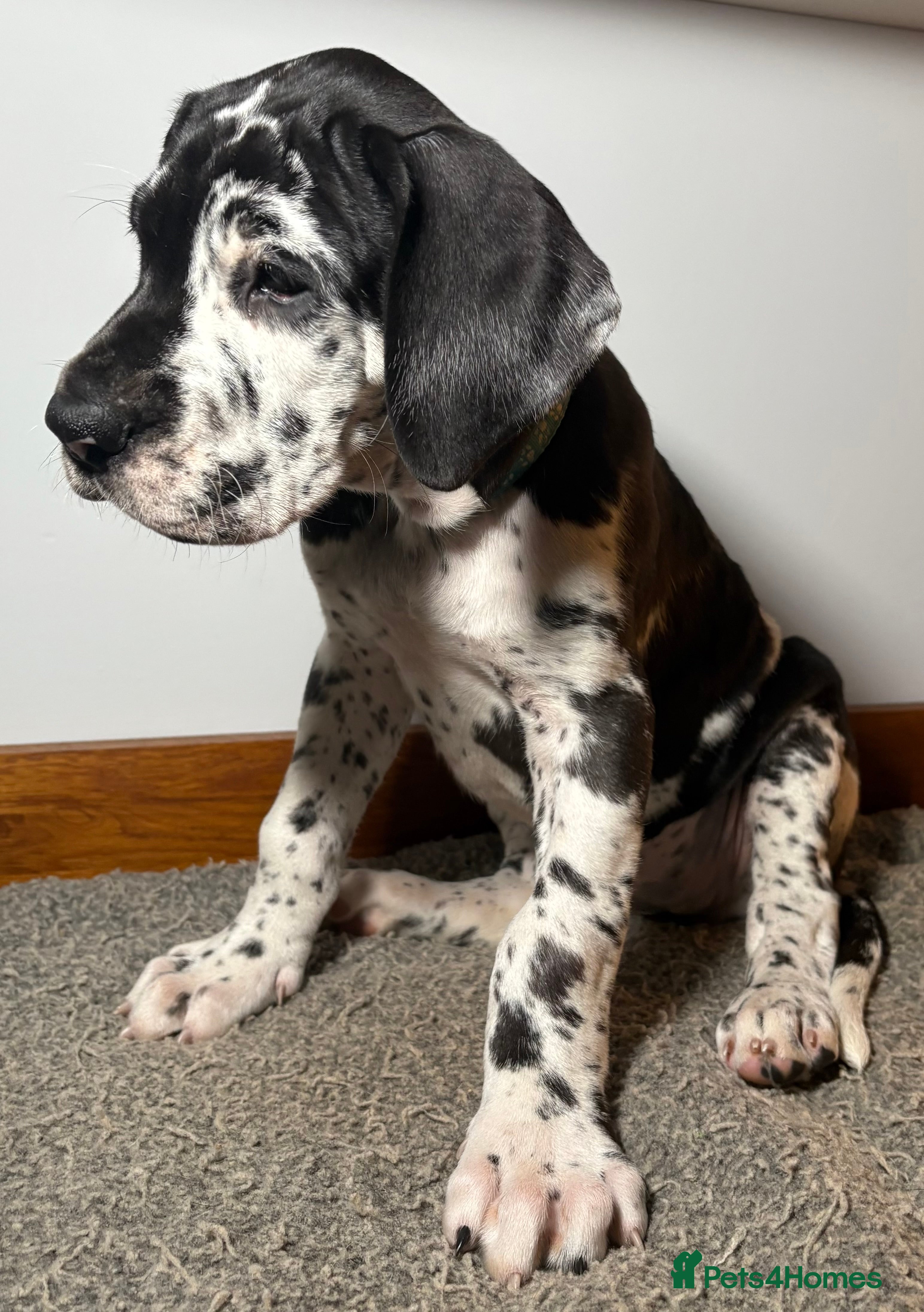 Great Dane dogs ***3 girls, 2boys left *** Great Dane puppies - Advert 19