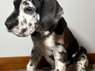 Great Dane dogs ***3 girls, 2boys left *** Great Dane puppies - Advert 19