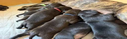 Staffordshire Bull Terrier dogs for sale: 10 Gorgeous Brindle Pups  - Advert 29