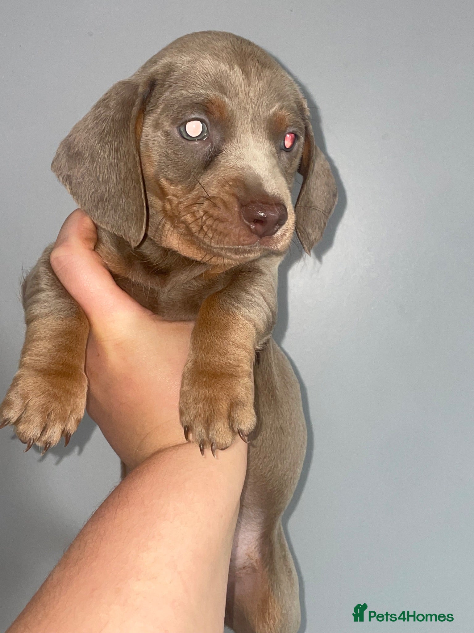 Dachshund dogs Dachshunds - Advert 14