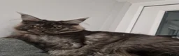 Maine Coon cats for sale: Maine coon  - Advert 7