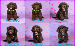 Cockapoo dogs for sale: ⭐️READY NOW⭐️Stunning DNA clear C f1 choc  - Image 5