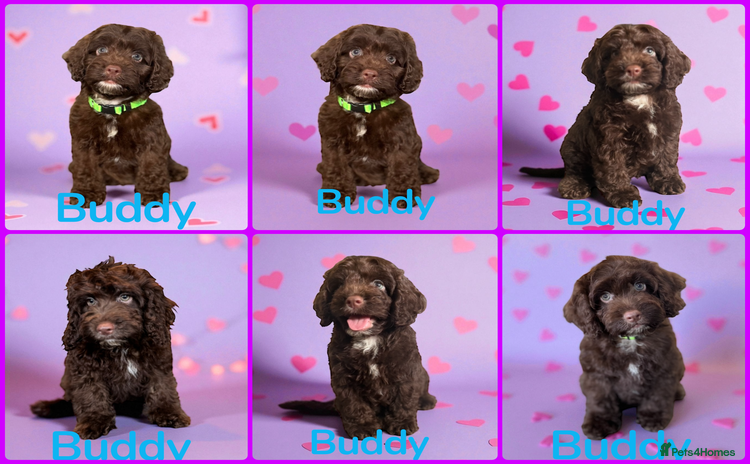 Cockapoo dogs - Advert 2