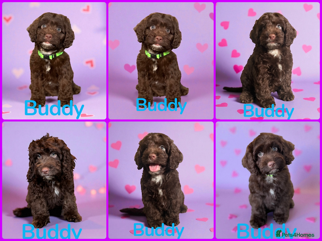 Cockapoo dogs for sale: ⭐️READY NOW⭐️Stunning DNA clear C f1 choc  - Image 5