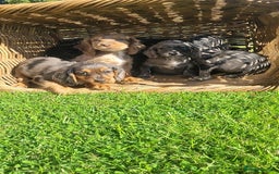 Cocker Spaniel dogs for sale: Stunning cocker spaniels puppies  - Image 2