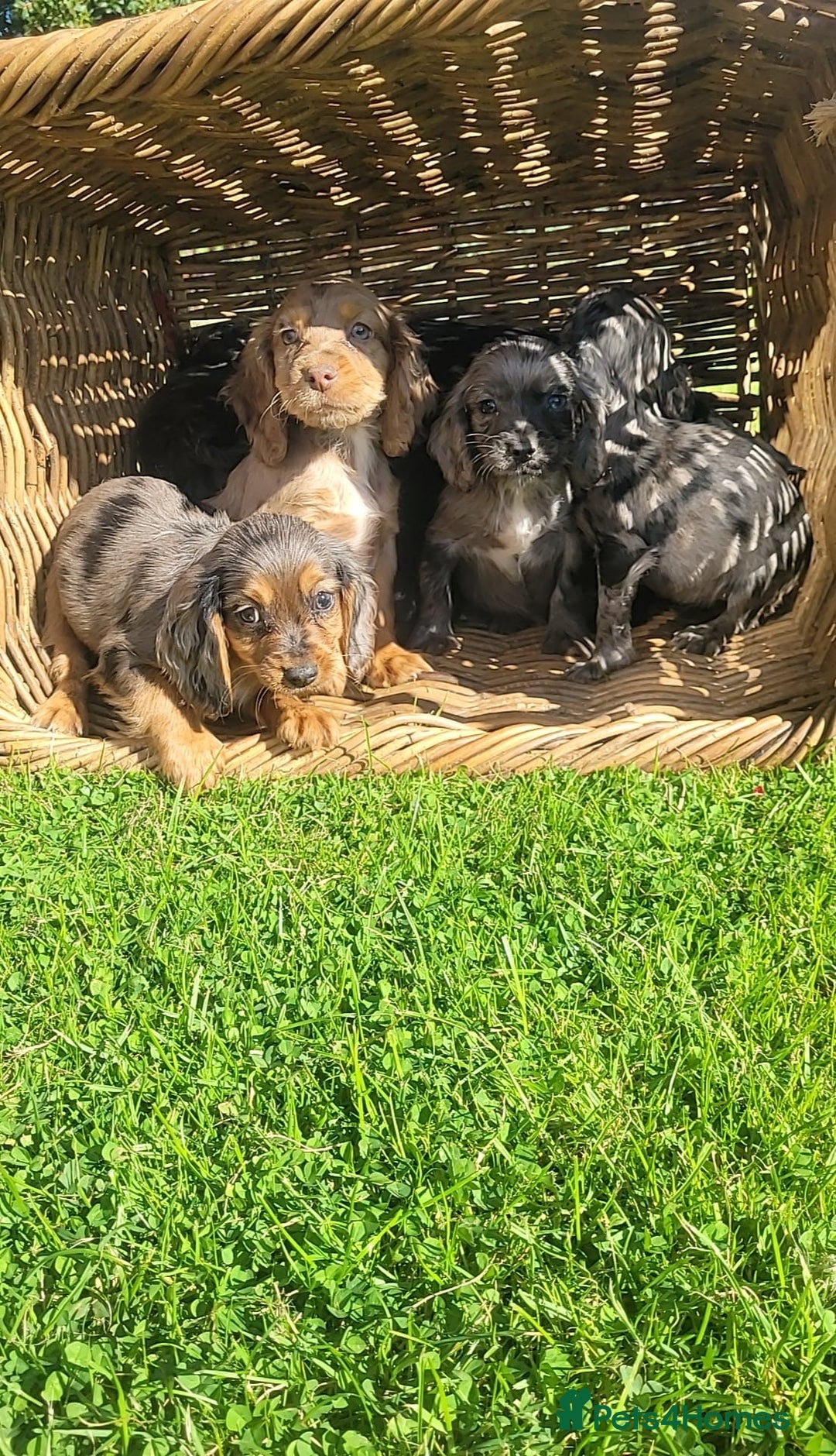Cocker Spaniel dogs for sale: Stunning cocker spaniels puppies  - Image 2