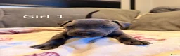 Staffordshire Bull Terrier dogs for sale: Staffy Puppies  - Advert 22