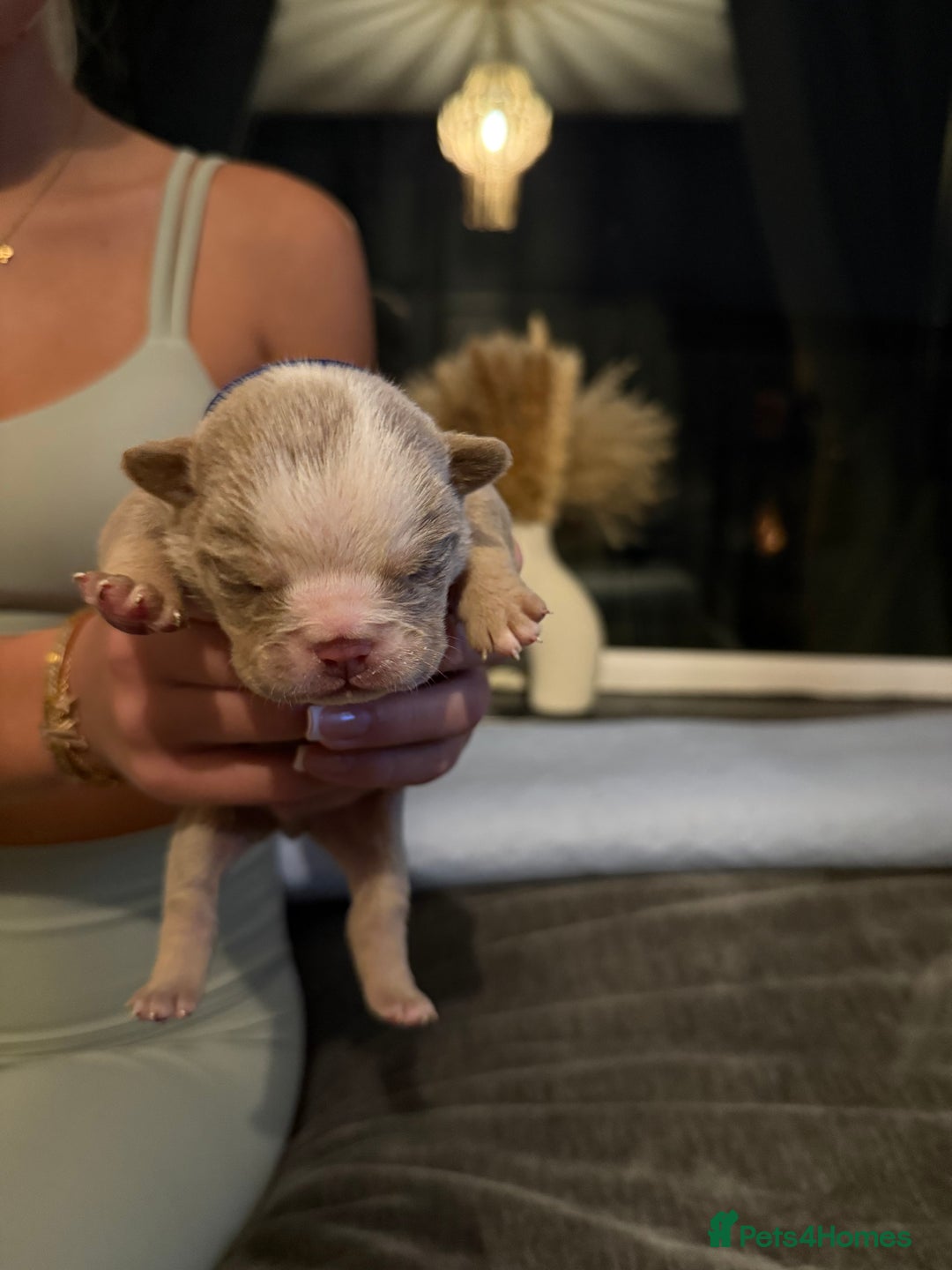 English Bulldog dogs for sale: English lilac bulldogs  - Advert 12