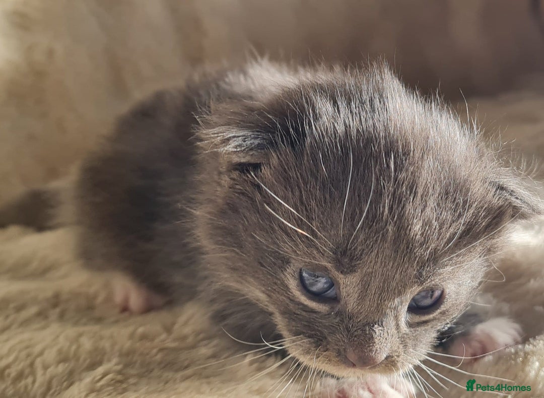 Maine Coon cats for sale: MAINE COONE KITTENS POLYDACTYL&NON POLYDACTYL   - Advert 21