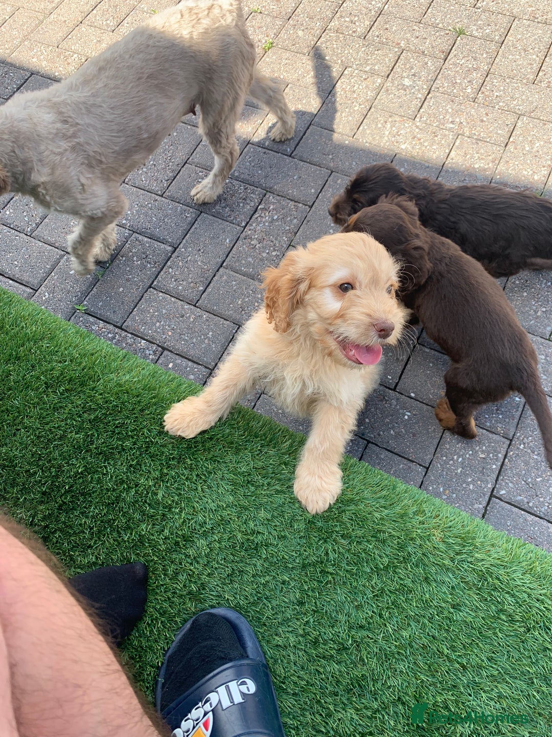 Cockapoo dogs for sale: ((Ready now))F1b cockerpoo puppies  - Image 10