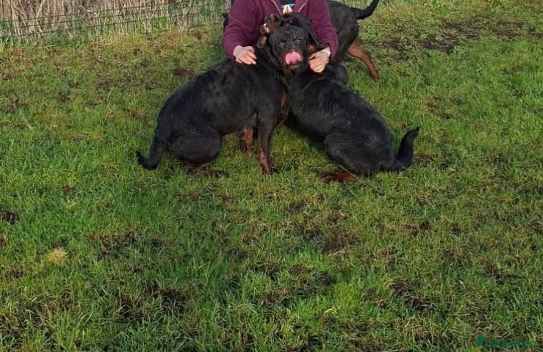 Rottweiler dogs Rottweiler adult dog and bitch  - Advert 5
